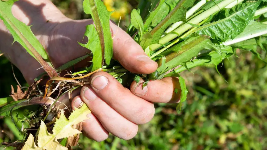 Serving Size and Frequency of Weeds for Guinea Pigs