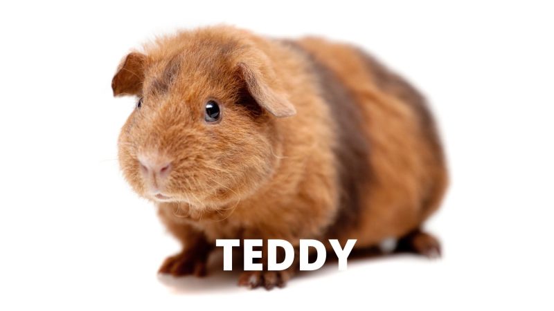 Teddy Guinea Pig