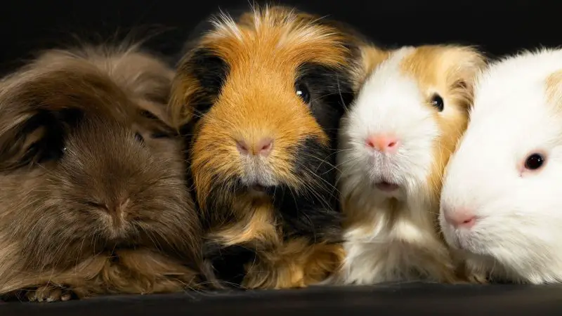 The Lifespan of Guinea Pigs Depends on the Breed