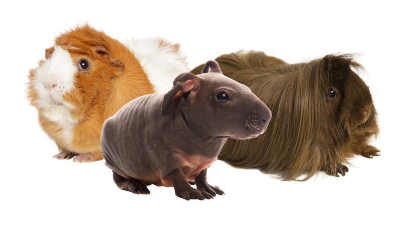 Three Main Groups of Guinea Pig Breeds