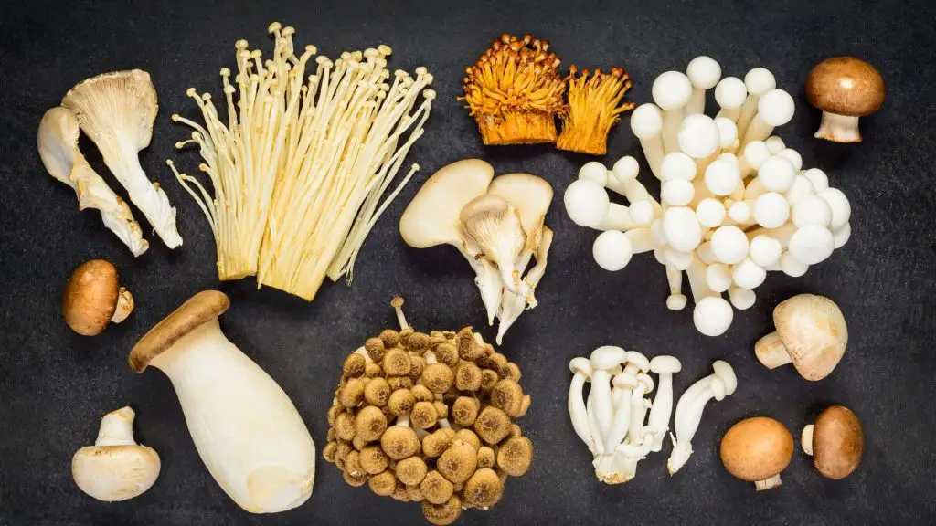 What Are the Types of Mushrooms That Are Safe for Guinea Pigs