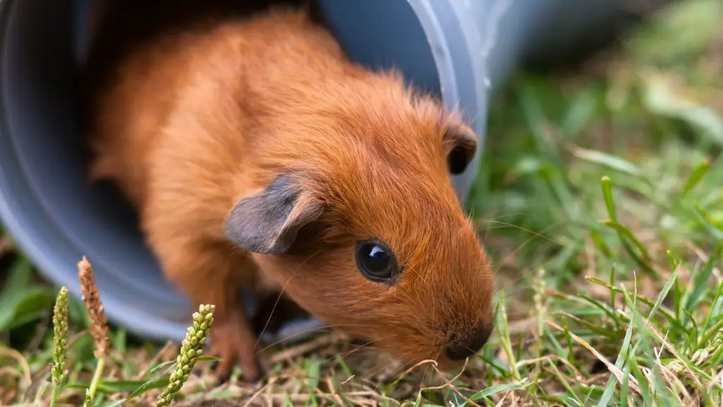 What Does a Guinea Pig Like to Play With Guinea Pig Wheel and Ball Alternatives