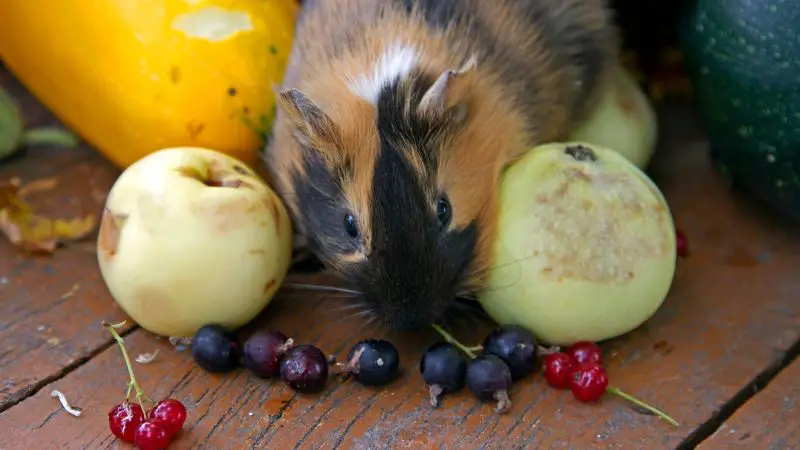 What Other Fruits Can Guinea Pigs Eat