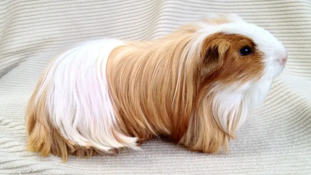 Where Did the ’Guinea Pig’ Name Originate