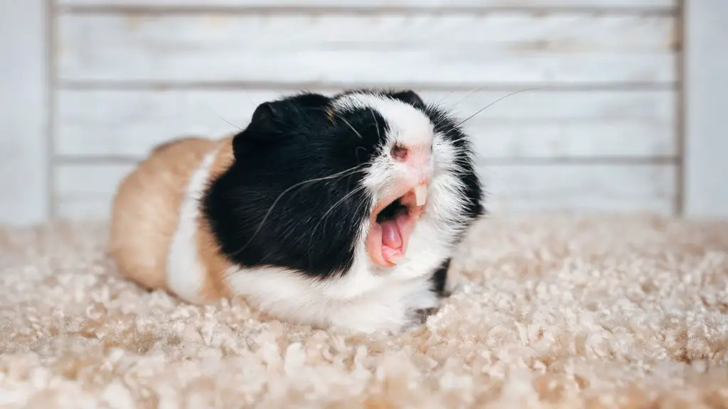 Where Do Guinea Pigs Sleep