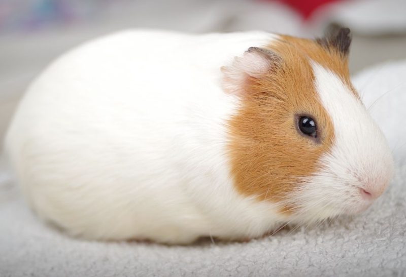 Where Do Guinea Pigs Sleep? All You Need to Know! Guinea Pig Tube