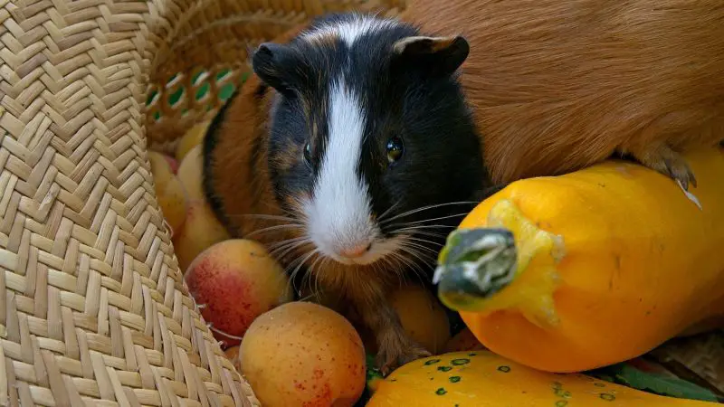 Why Plums Are Bad For Guinea Pigs Possible Risks
