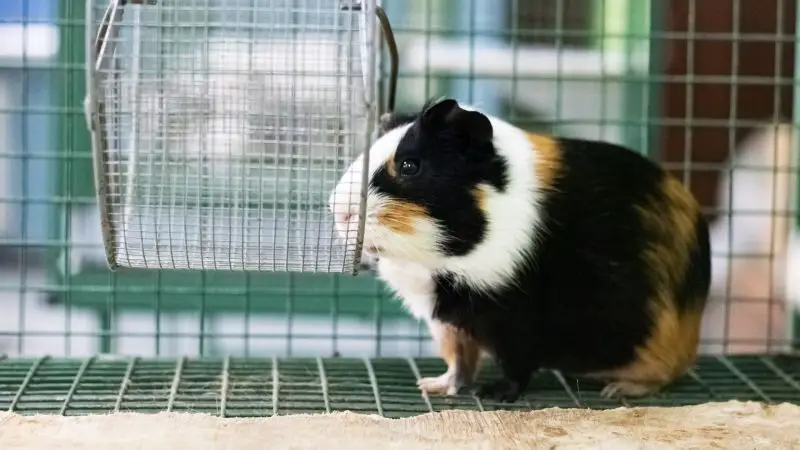 Why Won’t My Guinea Pig Climb to Higher Surfaces