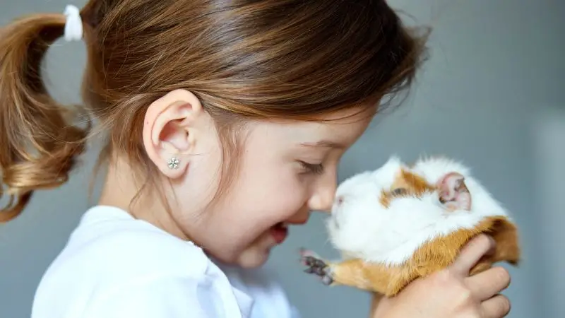 Are Guinea Pigs Good Pets