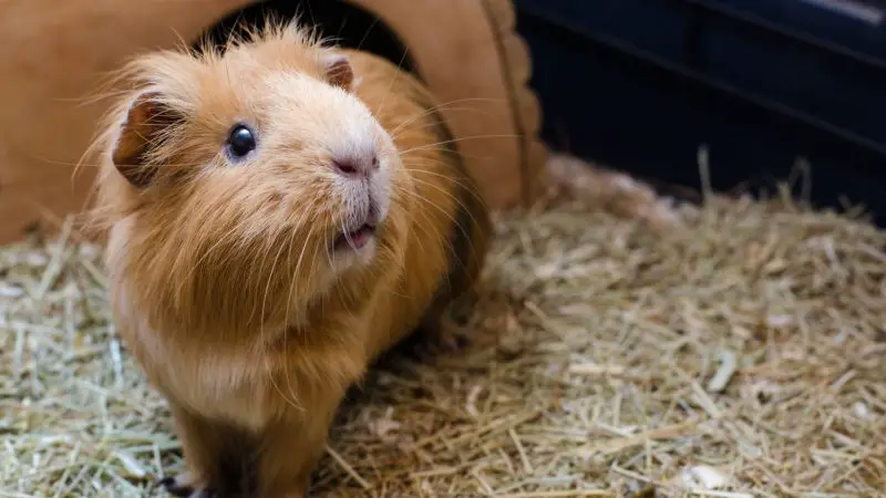 Are Guinea Pigs More Active During the Night or Day