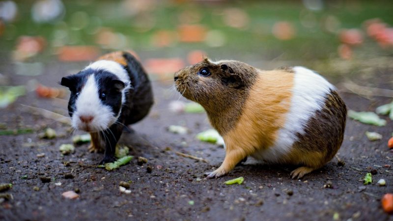 Can Guinea Pigs Be Hyperactive and Why