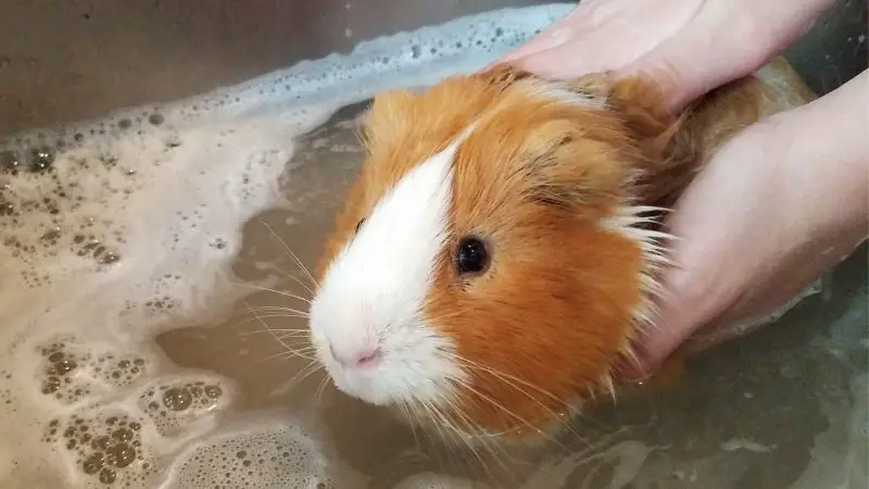 Do Guinea Pigs Need Baths and How Often