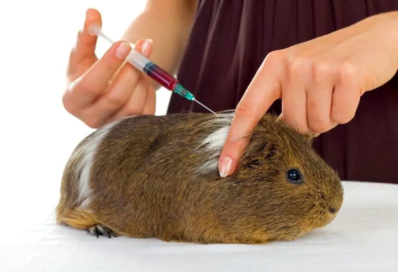 Do Guinea Pigs Need Vaccinations Are They Necessary