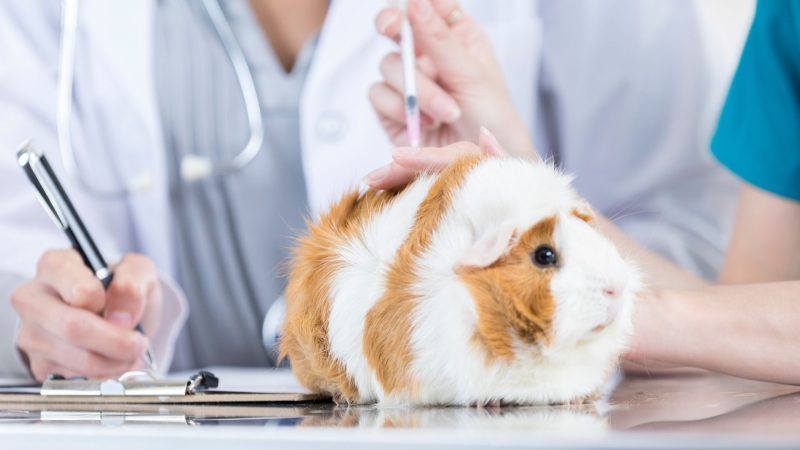 Do Guinea Pigs Need to Be Vaccinated