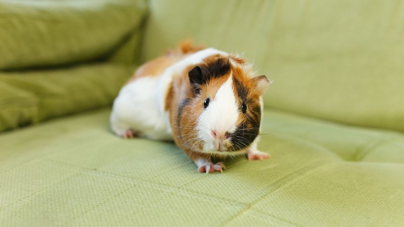 How Far Can a Guinea Pig Jump