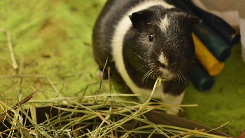 How Much Hay Do Guinea Pigs Should Eat