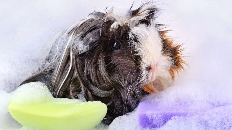 How to Bathe the Guinea Pig Properly