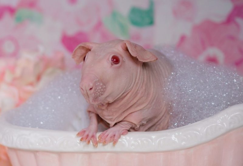 How to Give Guinea Pigs a Bath All You Need to Know