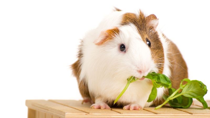 How to Keep Your Guinea Pigs Healthy
