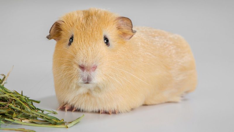 Is Hay Good for Guinea Pigs