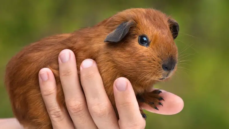 Is It Legal Not to Vaccinate Guinea Pigs