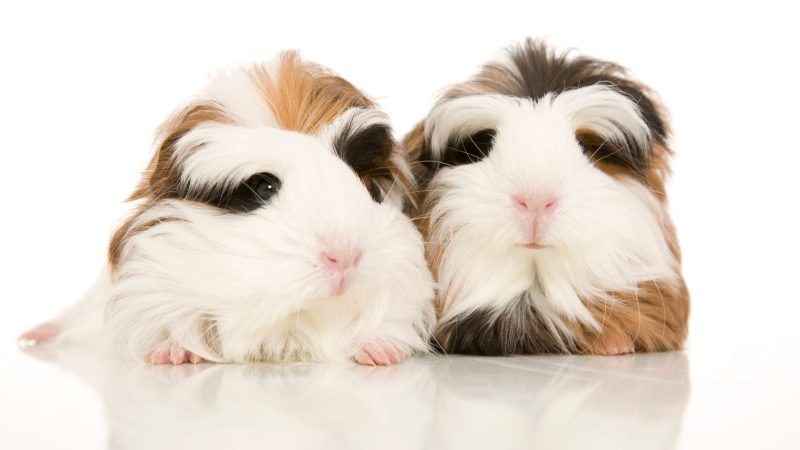 Is There a Difference in Activity Between Male Guinea Pigs and Female Guinea Pigs