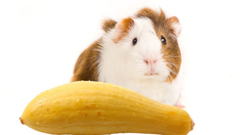 Is Yellow Squash Bad for Guinea Pigs Possible Risks