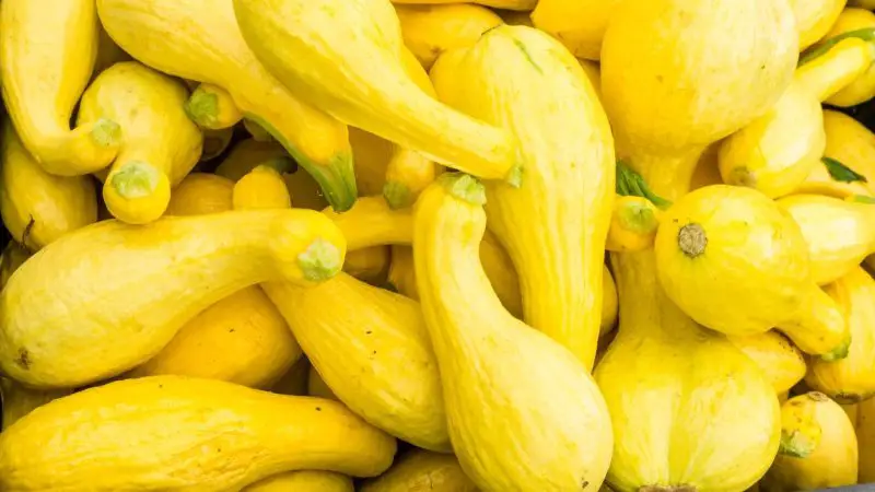 Is Yellow Squash Good for Guinea Pigs Health Benefits