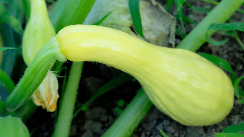 Nutrition Facts of Yellow Squash