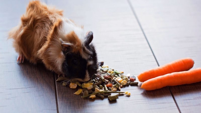 Other Essential Foods for Guinea Pigs