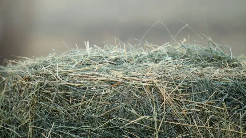 Types of Hay for Guinea Pigs
