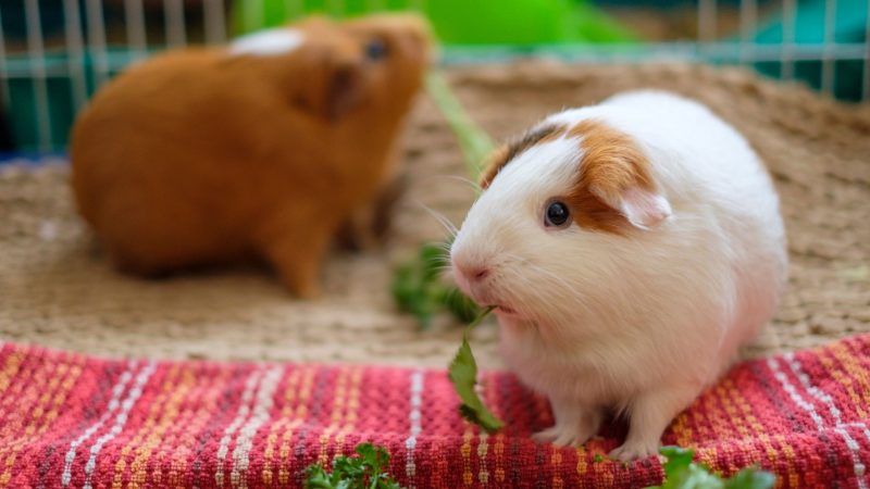 Ways to Keep Your Guinea Pig Happy and Healthy