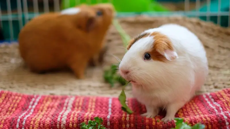 Ways to Keep Your Guinea Pig Happy and Healthy