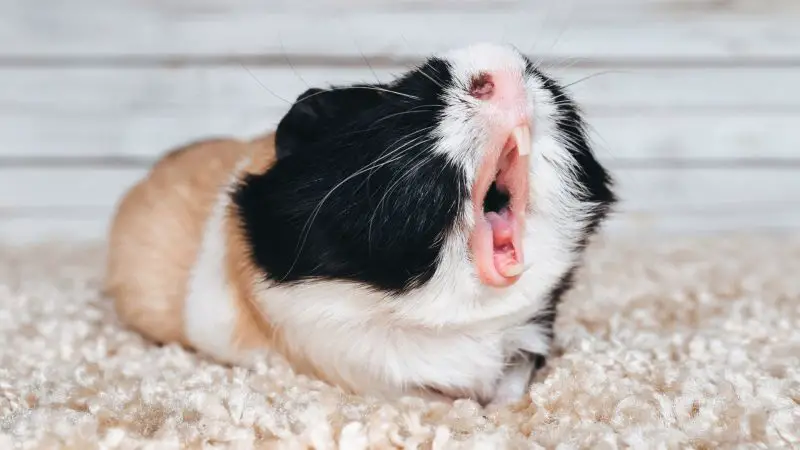 What Is a Normal Guinea Pig Behavior