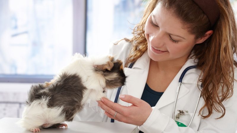 What Is an Exotic Veterinarian for Guinea Pigs