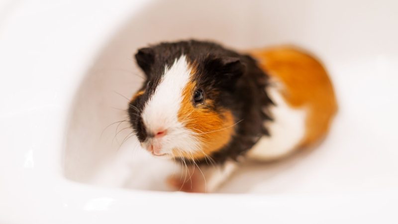 When Do Guinea Pigs Need a Bath and When They Don’t Need One