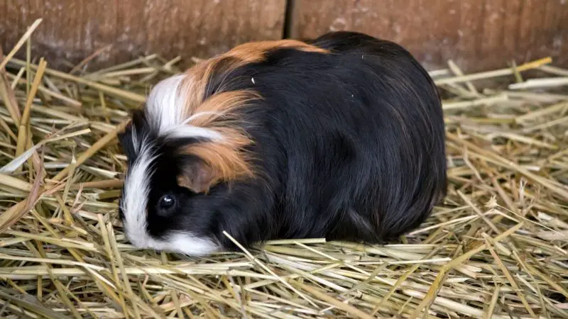 When Do You Need to Take Your Guinea Pig to the Vet