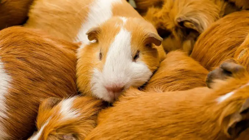 Why Do Guinea Pigs Jump on Each Other